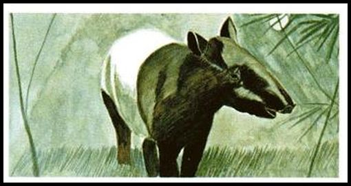 15 Malayan Tapir